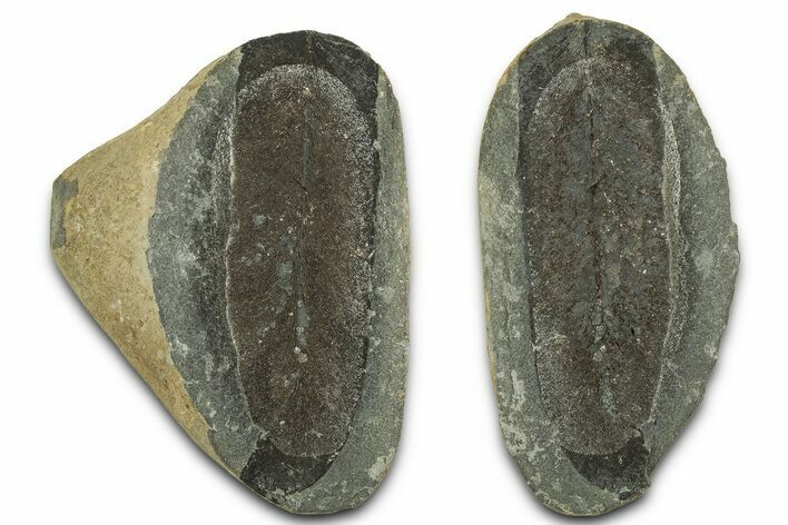 Macroneuropteris Fern Fossil Pos/Neg - Mazon Creek #331711